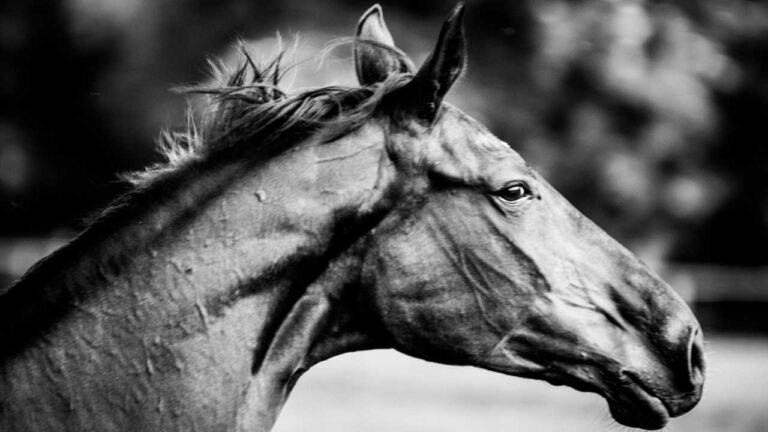 Stellenangebot Rechtsanwaltsfachangestellte